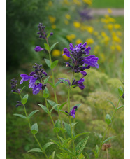 Nepeta yunnanensis