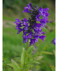 Nepeta yunnanensis