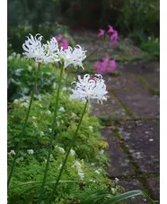 Nerine undulata (Flexuosa Group) 'Alba'