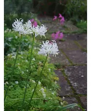 Nerine undulata (Flexuosa Group) 'Alba'