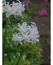 Nerine undulata (Flexuosa Group) 'Alba'