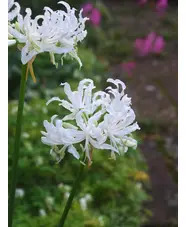 Nerine undulata (Flexuosa Group) 'Alba'