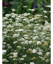 Oenanthe pimpinelloides  (W&B-BG-B-10)