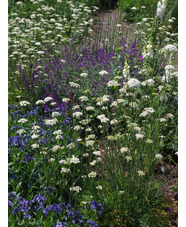 Oenanthe pimpinelloides  (W&B-BG-B-10)
