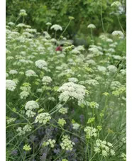 Oenanthe pimpinelloides  (W&B-BG-B-10)