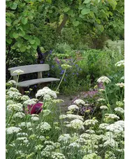 Oenanthe pimpinelloides  (W&B-BG-B-10)