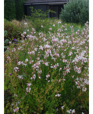 Oenothera lindheimeri