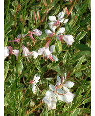 Oenothera lindheimeri 'Corrie's Gold'