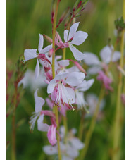 Oenothera lindheimeri 'Jo Adela'