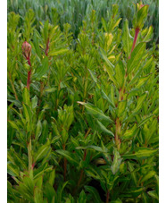 Oenothera lindheimeri 'Jo Adela'