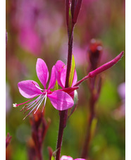 Oenothera lindheimeri 'Siskiyou Pink'