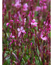 Oenothera lindheimeri 'Siskiyou Pink'