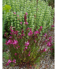 Oenothera lindheimeri 'Siskiyou Pink'