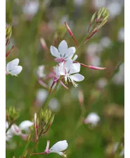 Oenothera sinuosa