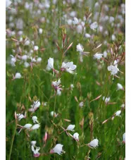 Oenothera sinuosa