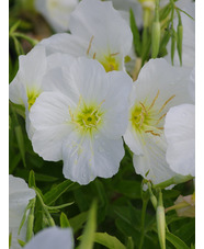 Oenothera speciosa 'Jane's White' 