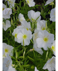 Oenothera speciosa 'Jane's White' 