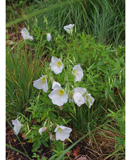 Oenothera speciosa 'Jane's White' 
