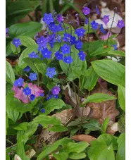 Omphalodes verna