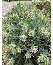 Onosma alborosea