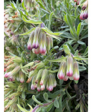 Onosma alborosea