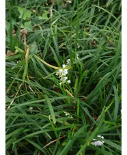 Ophiopogon planiscapus