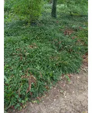 Ophiopogon planiscapus