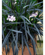 Ophiopogon planiscapus 'Kokuryu' 