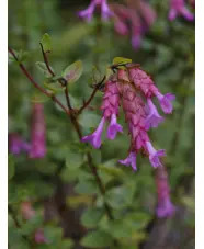 Origanum 'Bristol Cross'