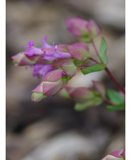 Origanum 'Bristol Cross'