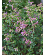 Origanum 'Bristol Cross'