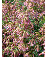 Origanum 'Bristol Cross'