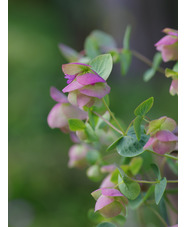 Origanum 'Kent Beauty'