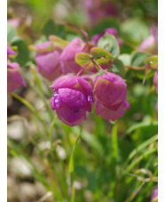 Origanum 'Kent Beauty'