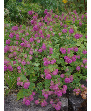 Origanum 'Kent Beauty'