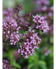 Origanum laevigatum 'Herrenhausen'