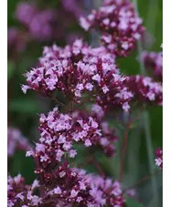Origanum laevigatum 'Herrenhausen'