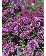 Origanum laevigatum 'Herrenhausen'