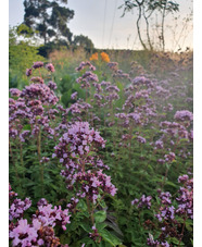 Origanum laevigatum 'Herrenhausen'