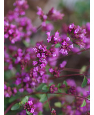 Origanum laevigatum 'Hopleys'