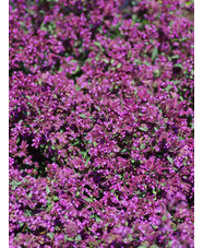 Origanum laevigatum 'Hopleys'