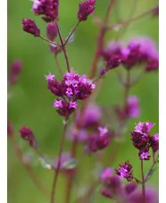 Origanum laevigatum 'Hopleys'