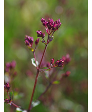 Origanum laevigatum 'Hopleys'