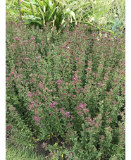 Origanum laevigatum 'Hopleys'