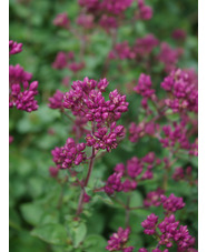 Origanum 'Rosenkuppel'