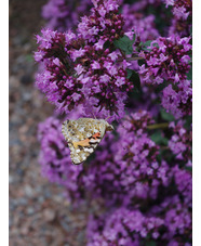 Origanum 'Rosenkuppel'