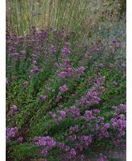 Origanum 'Rosenkuppel'