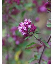 Origanum 'Rosenkuppel'