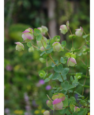 Origanum rotundifolium 'Jan's Pink'