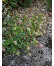 Origanum rotundifolium 'Jan's Pink'